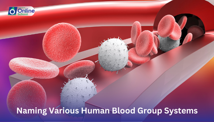 Lesson 11: Naming Various Human Blood Group Systems